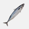 Mackerel Titus