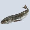 Hake Fish (2Kg)